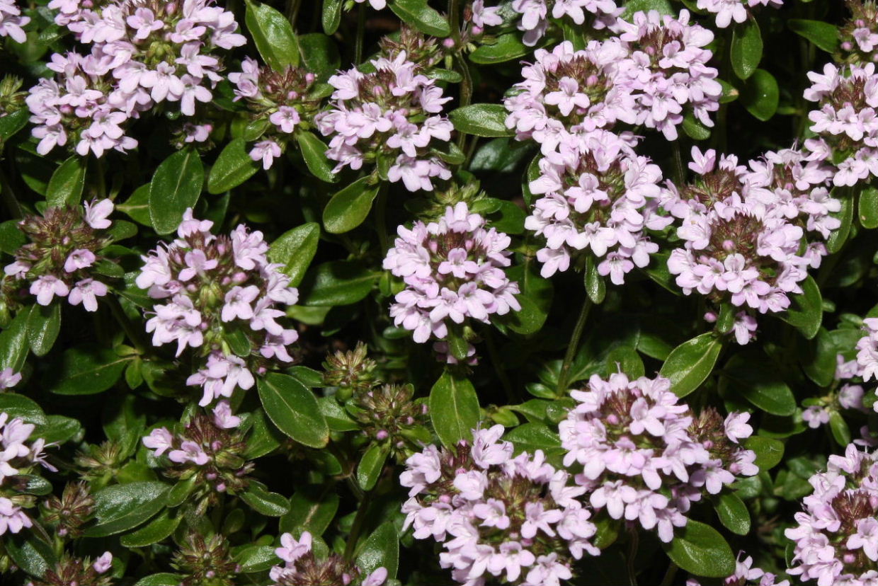 Thymus sp. da determinare -5